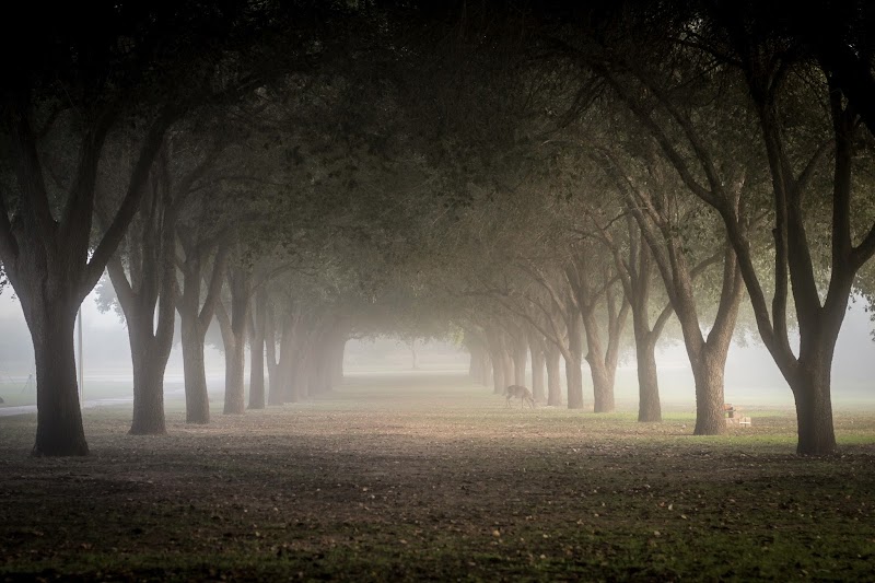 Texas A & M International University campus photo 1