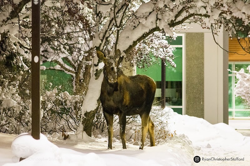 University of Alaska Anchorage campus photo 5